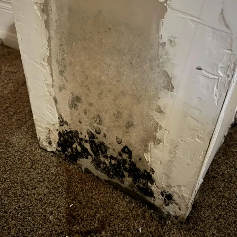 Professional Mold Removal in Warsaw, NY
